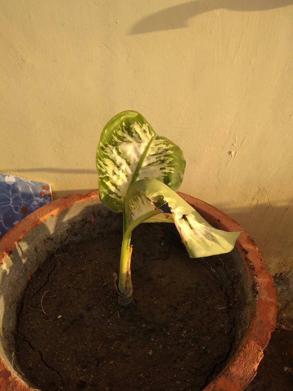 אורצ'ה Shree Ram Homestay מראה חיצוני תמונה