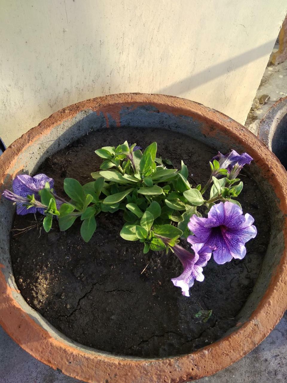 אורצ'ה Shree Ram Homestay מראה חיצוני תמונה